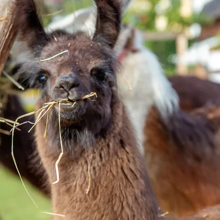 Flat Hotel Seefeld in Tirol