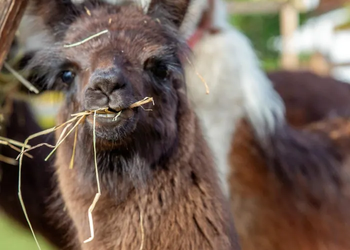 Flat Otel Seefeld in Tirol